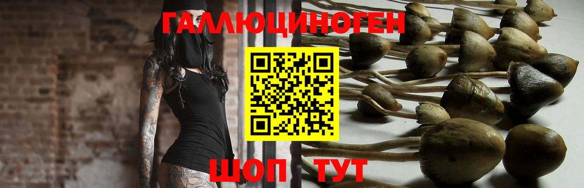 Михайловка  где купить наркотик  Вход с VPN  Псилоцибиновые грибы GOLDEN TEACHER  Псилоцибиновые грибы ЛСД 